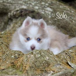 Solo - Lavender male Pomsky puppy in Denham Springs, Louisiana from Bayouland Pomskies