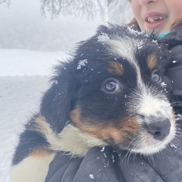 Australian Shepherd Puppies from NEK Aussies