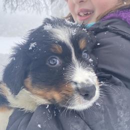 Australian Shepherd Puppies from NEK Aussies