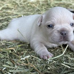 Cream boy - Cream male French Bulldog puppy in Brooksville, Florida from Post Farm Rottweilers & French Bulldogs