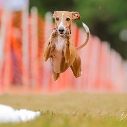 Italian Greyhound All Grown Up from Uwharrie