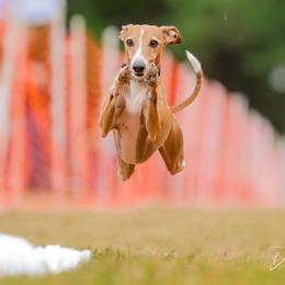 Italian Greyhound All Grown Up from Uwharrie