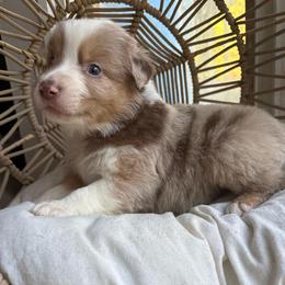 Walter - Red merle male Australian Shepherd puppy in Grants Pass, Oregon from Carmel Mountain Aussies