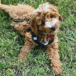 Mini Red boy - Red  male Goldendoodle puppy in Los Molinos Ca, California from Sunshine Sanctuary Doodles