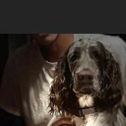 Camille - English Springer Spaniel
