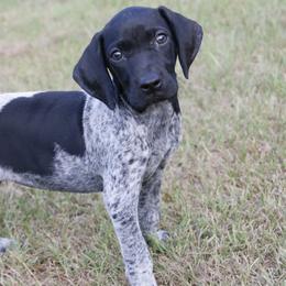 German Shorthaired Pointer and Labrador Retriever Puppies from LL Gun Dogs, LLC