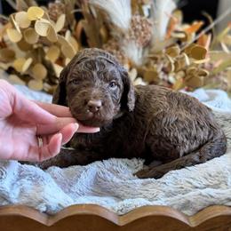 Chocolate Chip- Blue Collar - Chocolate male Goldendoodle puppy in Bay City, Texas from Charming Doods Goldendoodles