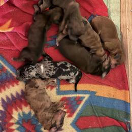 Dachshund Puppies from Witchy Woman’s Wiener’s