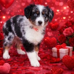 Valentine - Blue merle female Australian Shepherd puppy in Harrah, Oklahoma from Kamm's Aussies
