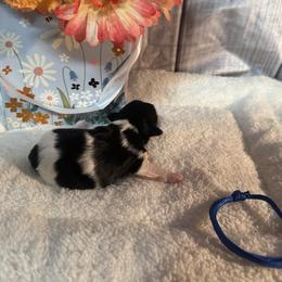 Fox - Black and white male Shih Tzu puppy in Success, Missouri from Salty Pawz Kennel LLC