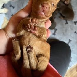 Lady - Red female Dachshund puppy in Milroy, Pennsylvania from Not Your Average Weiner