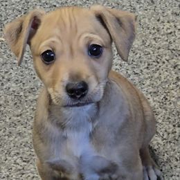 Toby - Red white and sable male Rat Terrier puppy in Divide, Colorado from Outlaw Farm and Kennel