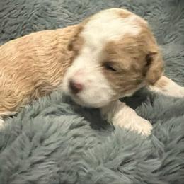 Blitzen - Red male Cavapoo puppy in Bradenton, Florida from Christianna’s Mini Goldendoodles