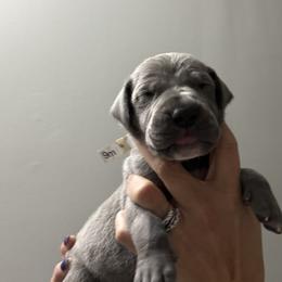 Great Dane All Grown Up from Dream Danes House of Cambridge Great Danes