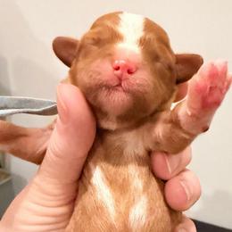 Blue - Red male Cavapoo puppy in Georgetown, Texas from Mc Doodles of Texas LLC
