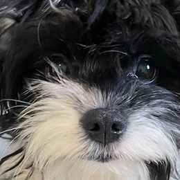 Cavapoos and Double Doodles from Double Doodle Cavapoos