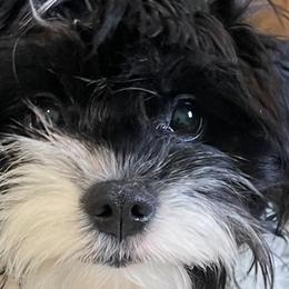 Cavapoos and Double Doodles from Double Doodle Cavapoos