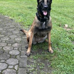 Delta - Belgian Malinois