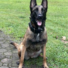 Delta - Belgian Malinois