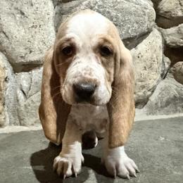 Sadie - Lemon and white female Basset Hound puppy in Manorville, New York from Lil Family Farm