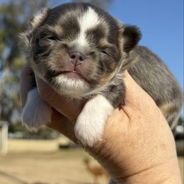 Boy 1 - Blue and tan male Chihuahua puppy in Newport Beach, California from Exotic City Pomeranians and chihuahuas