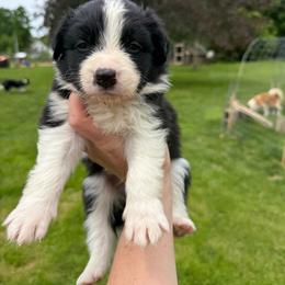 Onyx - Black and white male Border Collie puppy in Barnstead, New Hampshire from ☘️ Clover Leaf’s Border Collies