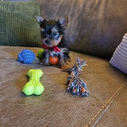 Little beard - Black and tan male Yorkshire Terrier puppy in Pocahontas, Arkansas from 5 River Puppies