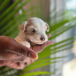 Lily - White female Miniature Schnauzer puppy in Charlotte, North Carolina from Golden Leaf Kennels LLC