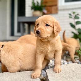 Girl 3 - Golden female Golden Retriever puppy in Buffalo, Missouri from Thrasher Family Puppies