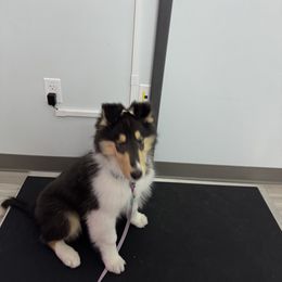 Collie Puppies from Relic Collies