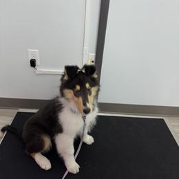 Collie Puppies from Relic Collies