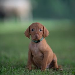 Boy 1 - Golden rust male Vizsla puppy in Greensburg, Kentucky from Nosam Kennels- Hungarian Vizslas, German Shorthairs & Braccos Located in Kentucky
