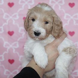 Dasher (Yellow Band) - Parti male Labradoodle puppy in Plainfield, New Jersey from Caris Paws Poodles and Labradoodles