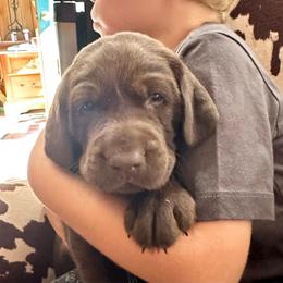 Heath (black collar) - Chocolate male Labrador Retriever puppy in Bandera, Texas from The Sugar & Spice Ranch Labrador Retrievers