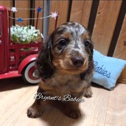 Dapple baby boy - Dapple male Dachshund puppy in Webb, Alabama from Bryant's Babies