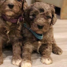 Blue Merle female - Merle female Goldendoodle puppy in Vallejo, California from Well Rooted Doodles