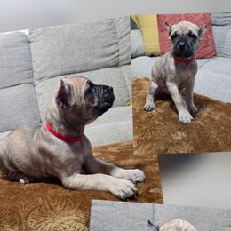 Cider - Gray and fawn male Cane Corso puppy in Elkhart, Indiana from Martins Almighty Cane Corsos