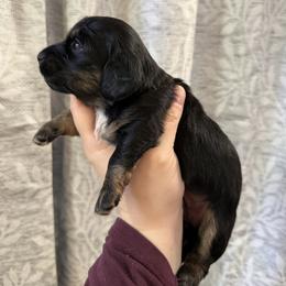 Teal collar - Black and cream female Dachshund puppy in Centralia, Washington from FairyTail Dachshunds