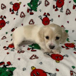 Boy 1 - Piebald male Dachshund puppy in Vinton, Iowa from Lerch Family Dachshunds