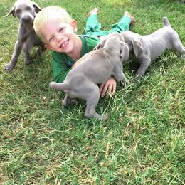 Weimaraner Puppies from Weimaraners of South Carolina