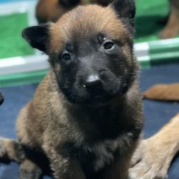 Belgian Malinois and German Shepherd Puppies from Madhouse’s Belgian Malinois and German Shepherds