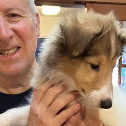 Collies from Rogue Valley Rough Collies