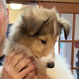 Collies from Rogue Valley Rough Collies