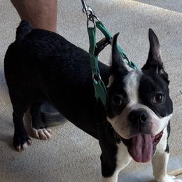 Boy 1 - Black and white male Boston Terrier puppy in Covington, Georgia from Tuxedo Bostons of Atlanta
