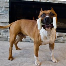 American Staffordshire Terriers from Woodshire AST Kennel
