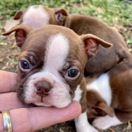 Boston Terrier and Rottweiler Puppies from Ronnie Dreher's Boston Terriers