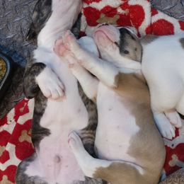 American Bulldog Puppies from Ferocia Kennels