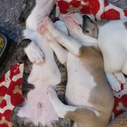 American Bulldog Puppies from Ferocia Kennels