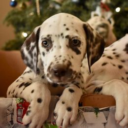 Dalmatian and Labrador Retriever Puppies from ECMO Farm Dalmatians & ECMO Farm Fox Red Labs