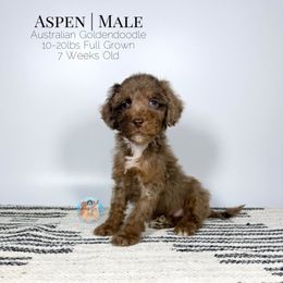 Aspen - Merle male Double Doodle puppy in Southwest Ranches, Florida from Dandy Doodle Ranch